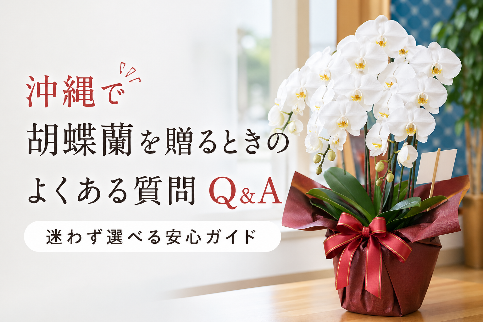 沖縄で胡蝶蘭を贈る際のよくある質問Q&Aを解説するガイド記事のアイキャッチ画像。白い大輪胡蝶蘭の鉢植えと赤リボンのラッピングが特徴。