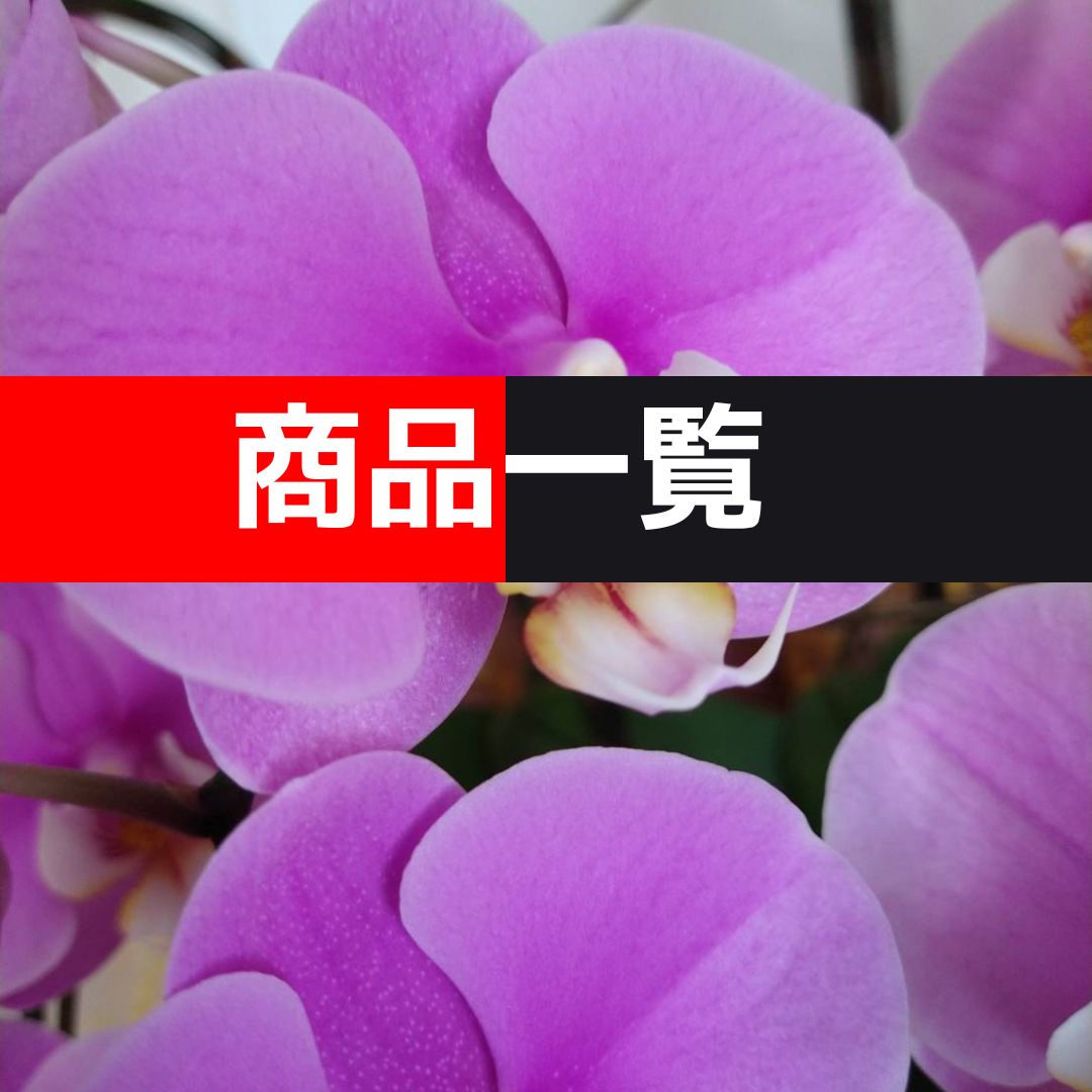 胡蝶蘭商品一覧
