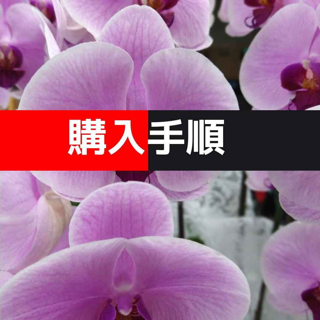 胡蝶蘭購入手順│沖縄のオンライン花屋アレンジマニア