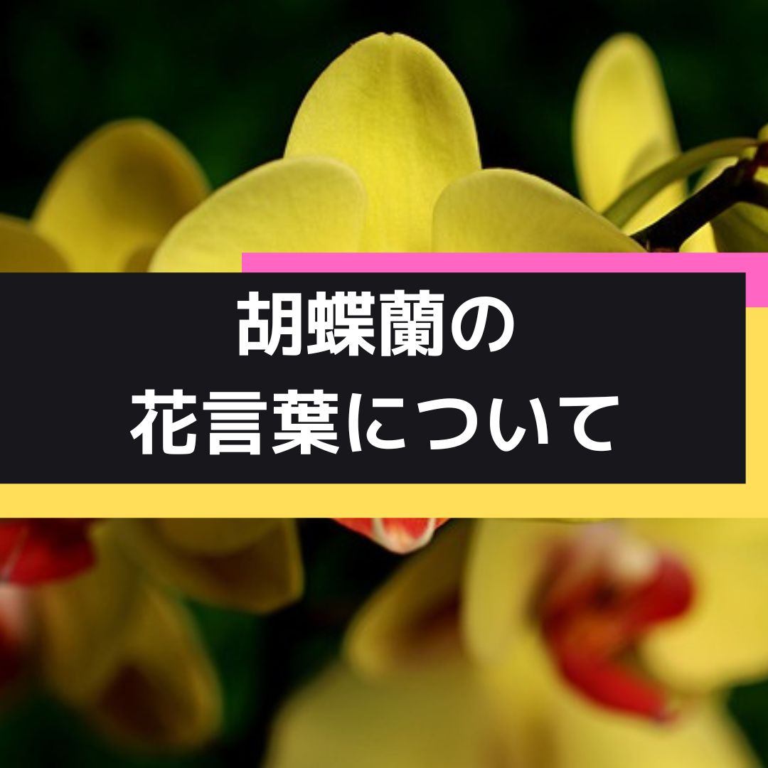 沖縄のオンライン花屋・胡蝶蘭配達専門店・開店祝い