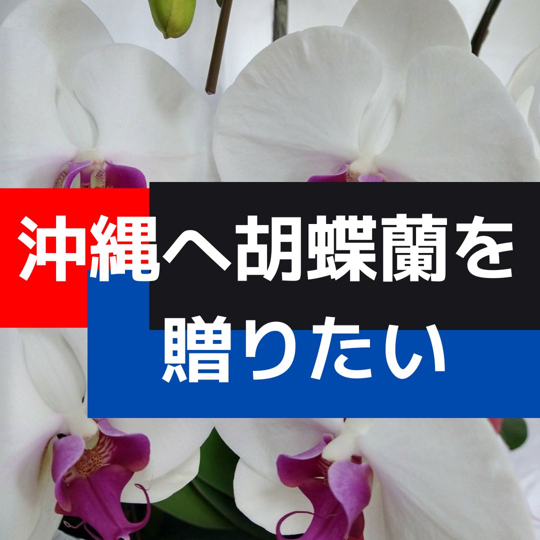 胡蝶蘭