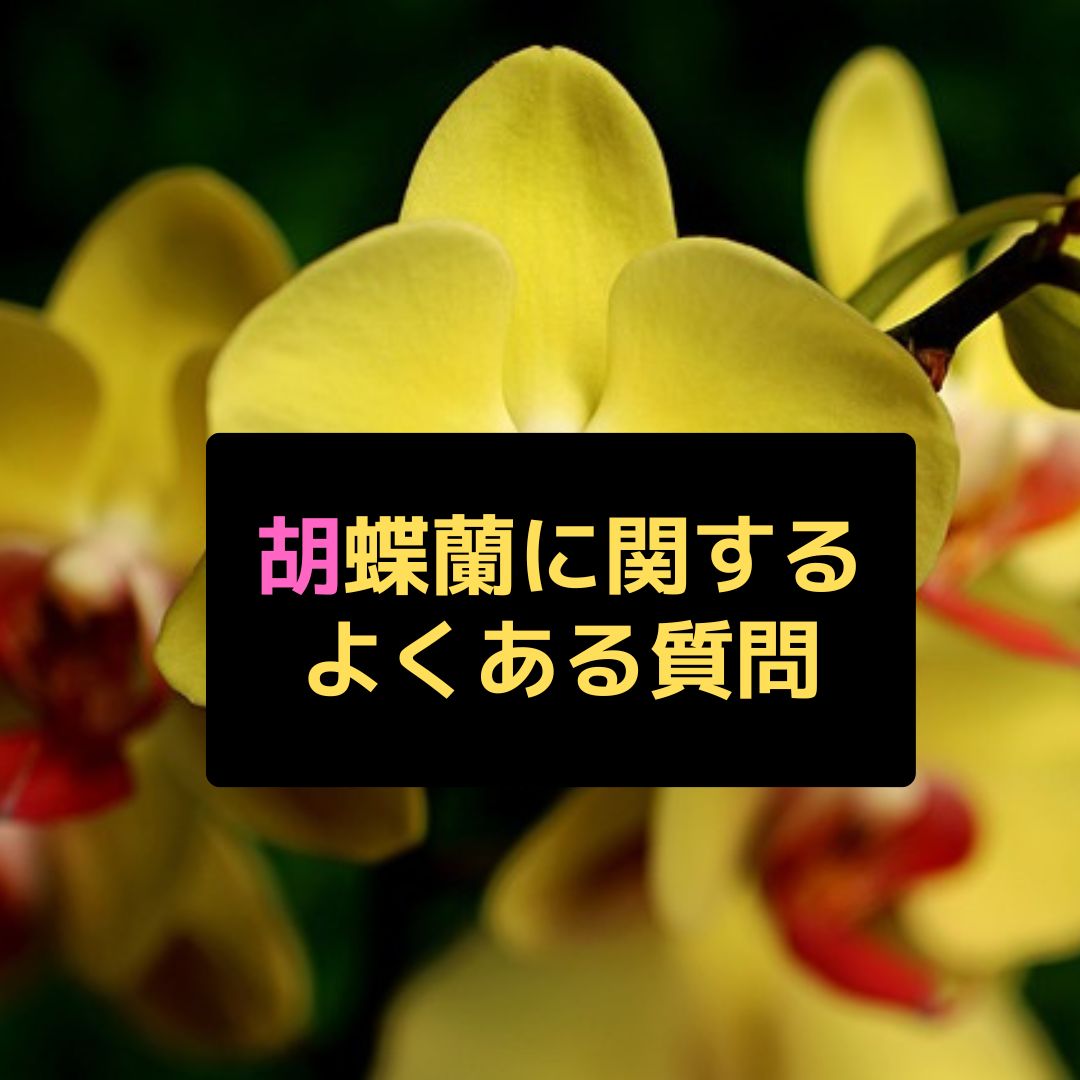 胡蝶蘭配達専門店│沖縄のオンライン花屋Q＆A