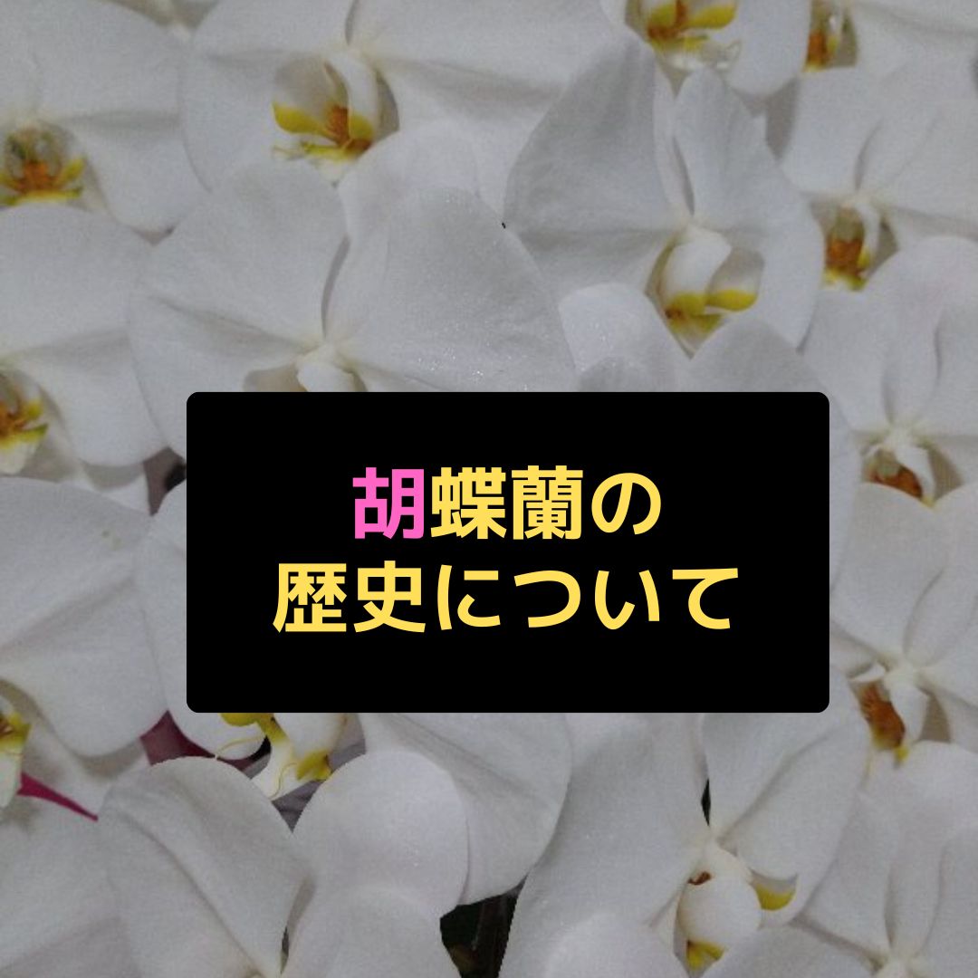 胡蝶蘭の歴史│沖縄胡蝶蘭のオンラインショップ