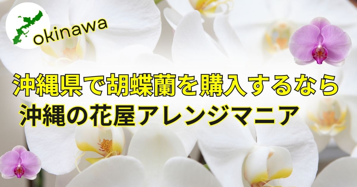 開院祝い│沖縄のオンライン花屋・胡蝶蘭配達専門店