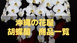 開院祝い│沖縄のオンライン花屋・胡蝶蘭配達専門店
