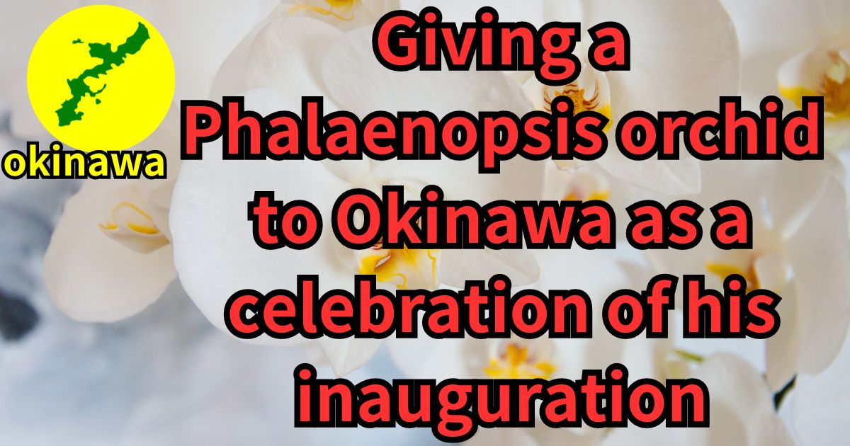 開院祝い特集 沖縄へ胡蝶蘭配達可能な花屋(7)