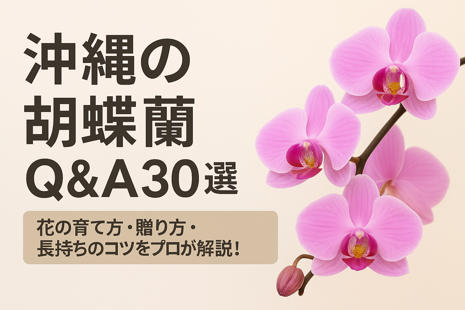 沖縄の胡蝶蘭に関するQ&A30選を紹介するアイキャッチ画像｜ピンクの胡蝶蘭と解説テキスト入り