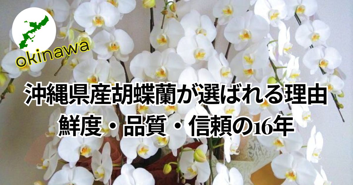 沖縄県産胡蝶蘭立の贈答用アレンジ
