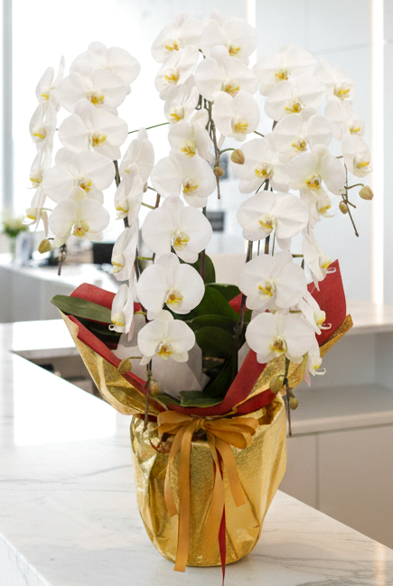 沖縄で就任祝いに贈る胡蝶蘭5本立ち大輪白｜法人向け豪華胡蝶蘭