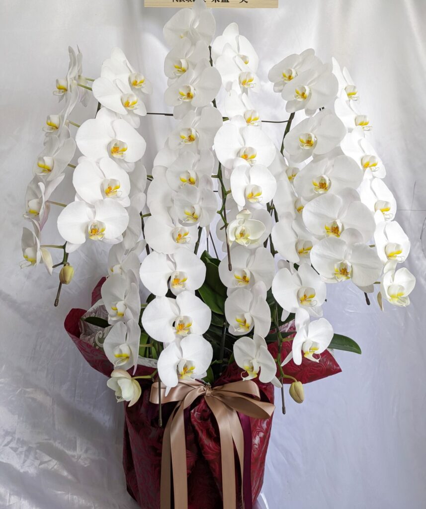 沖縄で就任祝い・開店祝いに人気の胡蝶蘭5本立ち3Lサイズ大輪白｜法人向け豪華胡蝶蘭
