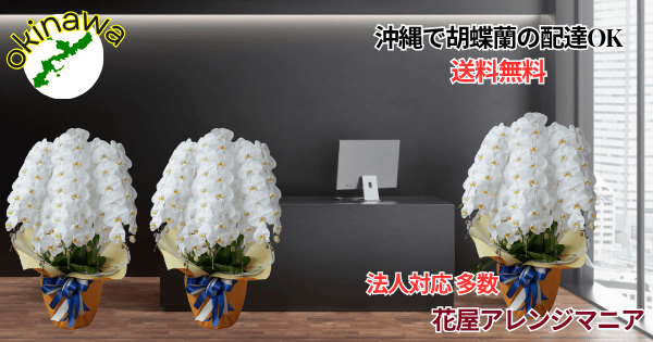 沖縄で人気の胡蝶蘭5本立ち大輪白と立札付き贈答用アレンジメント