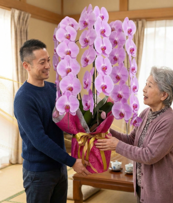 沖縄で還暦祝いに贈る白い胡蝶蘭3本立て|那覇・沖縄県内配達対応