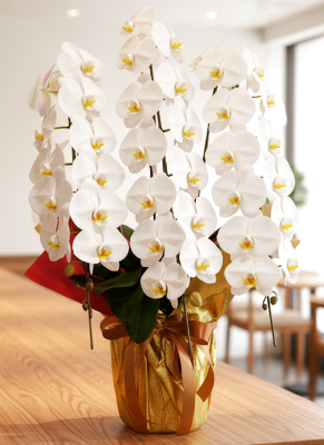 沖縄配達対応の胡蝶蘭3本立ち大輪白｜法人向け開店祝い・就任祝いに人気の高級フラワーギフト